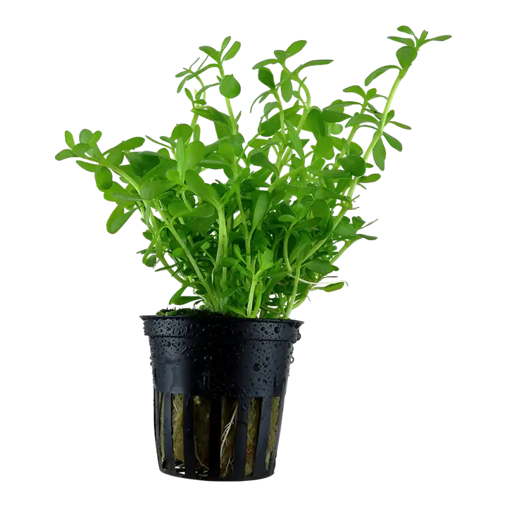 Tropica Akvarieplante i potte Bacopa monnieri Compact